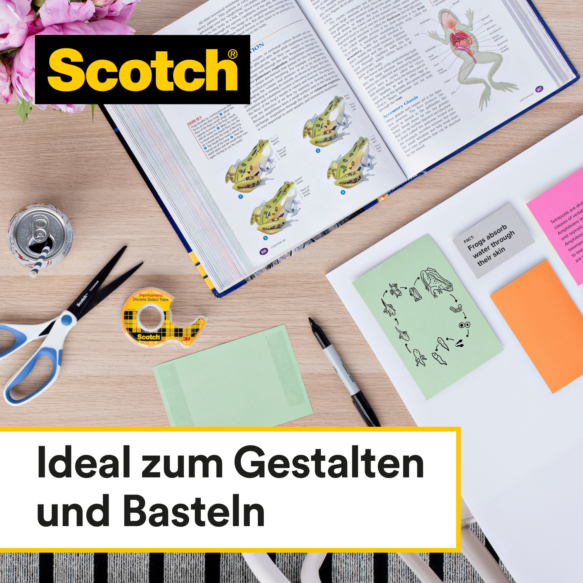 Ein Arbeitsbereich mit Schere, 3M Scotch® doppelseitiges Klebeband (12,7 mm x 7,89 m, mit Handabroller), Sticky Notes, ein Stift und ein Biologiebuch mit Froschdiagrammen. Text: "Ideal zum Gestalten und Basteln.