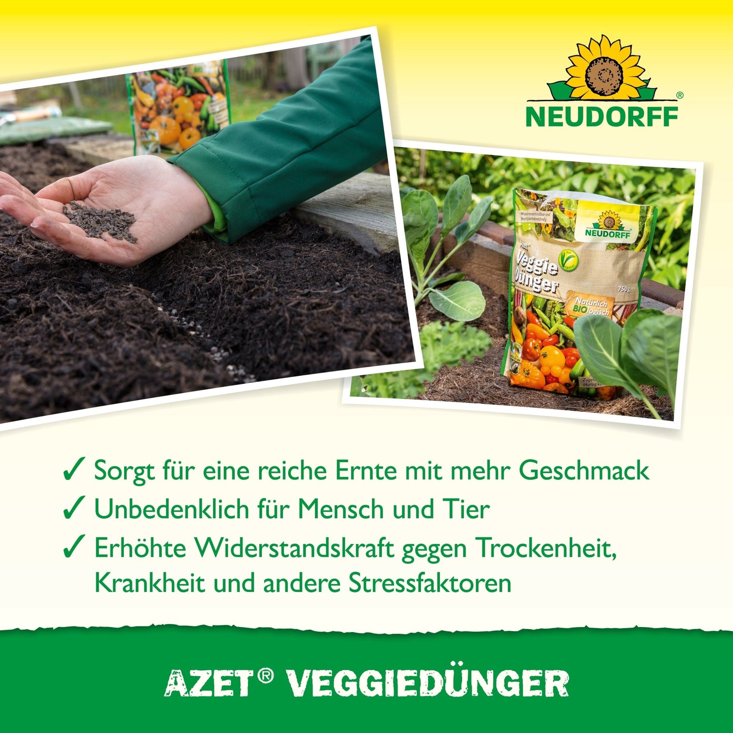 Ruka rozsypáva organické hnojivo na záhradnú pôdu. Vedľa stojí balenie Azet VeggieDünger od Neudorff Shop. Tri zelené háčiky ukazujú výhody produktu v nemčine. V pozadí rastú sadenice zeleniny.