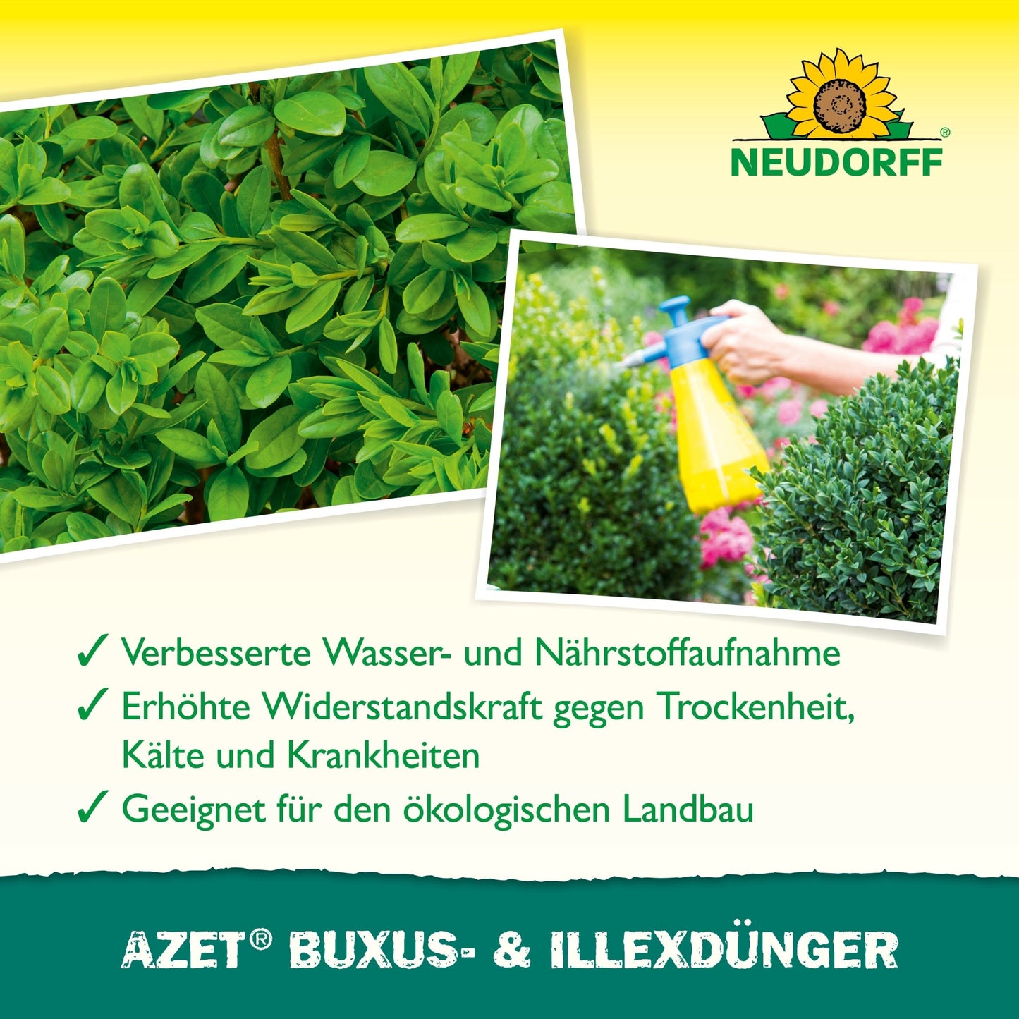 Osoba strieka žltú fľašu Azet Buxus- & Ilex hnojivo tekuté od Neudorff Shop na okrúhly, zelený krík - ideálne pre vždyzelené črepníkové rastliny. Hore je vidieť detail zelených listov s nemeckým textom, ktorý zdôrazňuje výhody produktu.