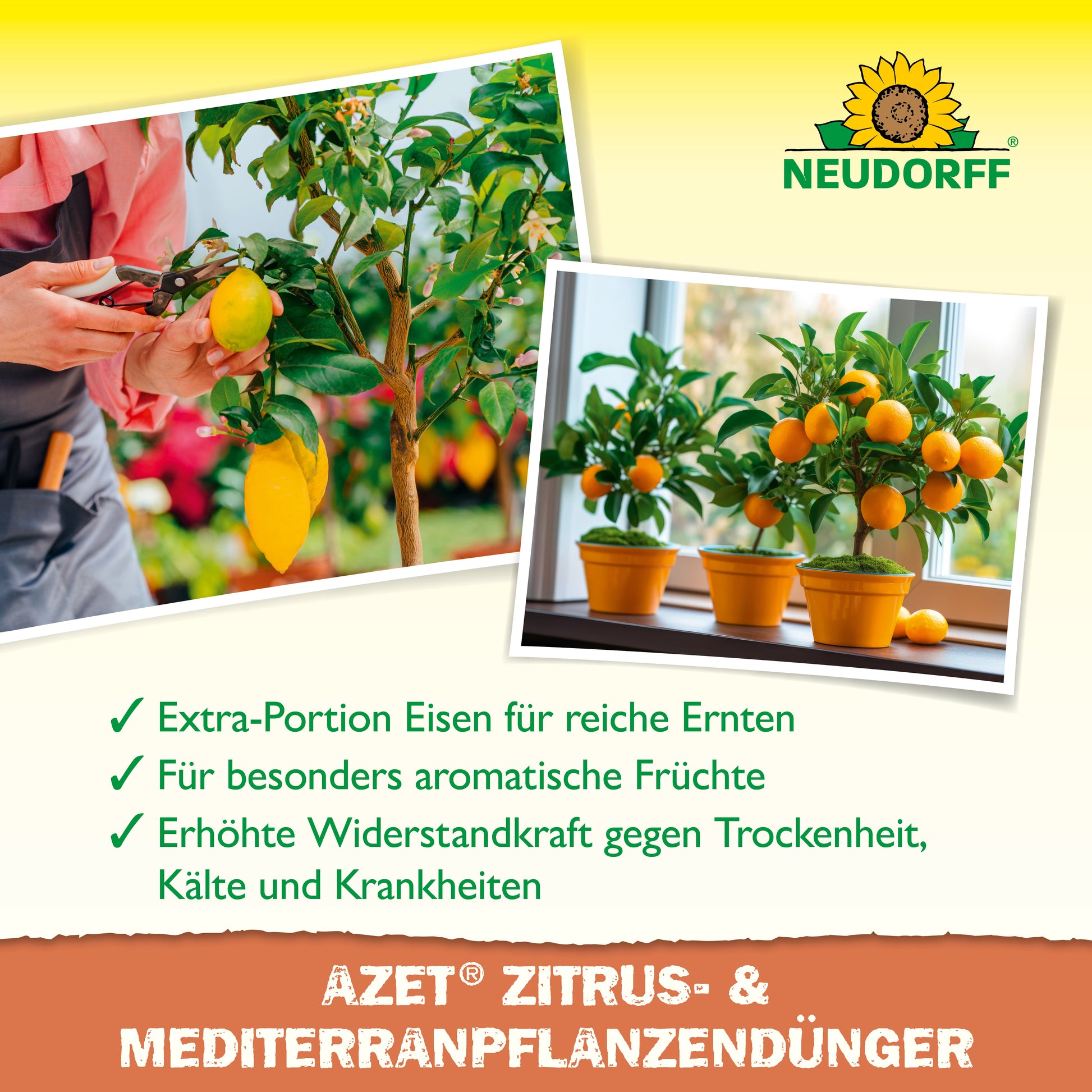 Zwei Fotos zeigen Hände bei der Pflege eines getopften Zitronenbaums und eines Orangenbaums im Zimmer. Der Text hebt Neudorff Shop Azet Zitrus- & MediterranpflanzenDünger flüssig für Zitrus-, Oleander- und mediterrane Pflanzen hervor. Oben ist das Neudorff-Logo zu sehen.
