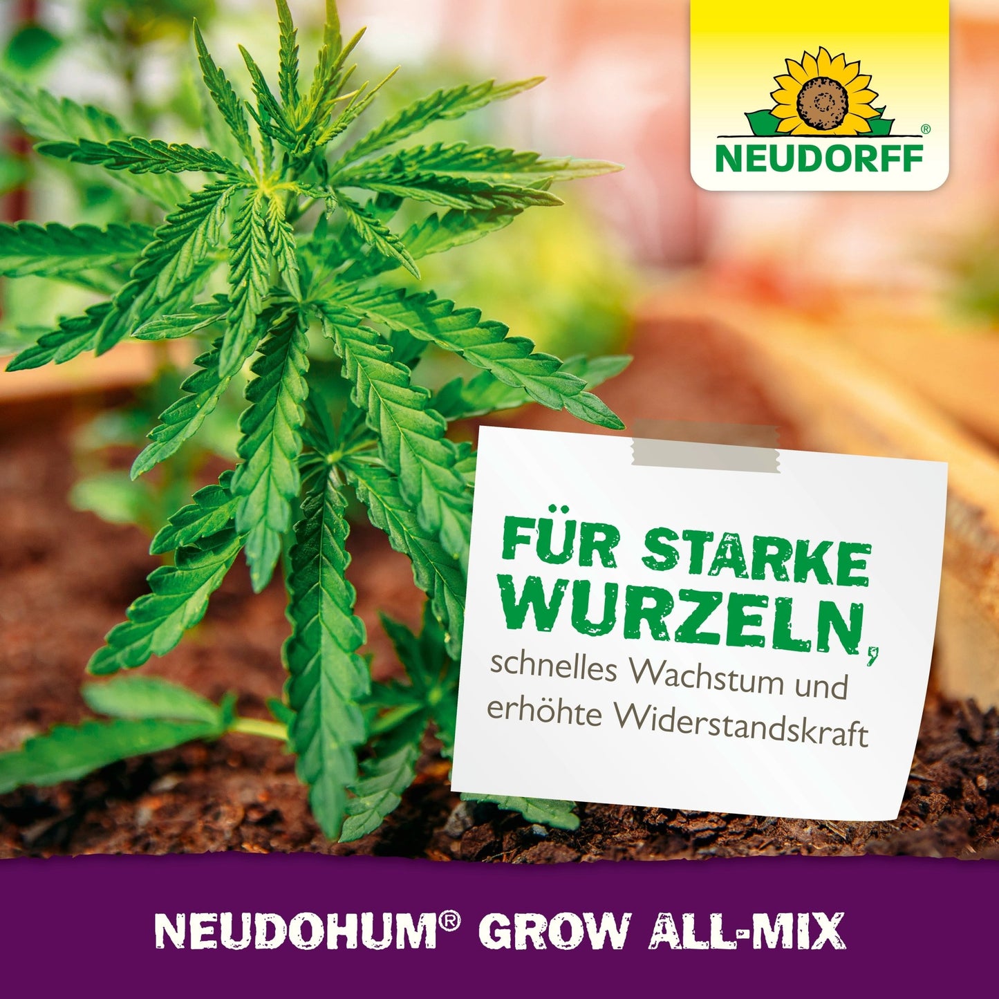 Rastlina konope prosperuje v záhradnom záhone s NeudoHum Grow All-Mix od Neudorff Shop. Nemecká značka zdôrazňuje silné korene, rýchly rast, odolnosť a kvitnutie. Logo Neudorff a názov produktu sú viditeľné.