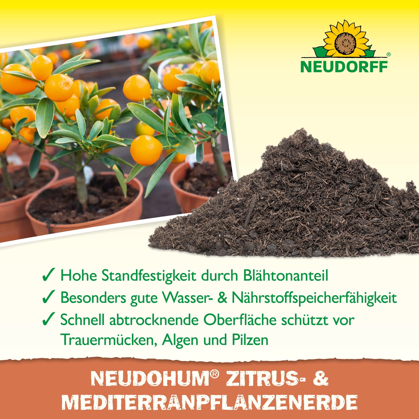 NeudoHum Citrus a pôda stredomorských rastlín