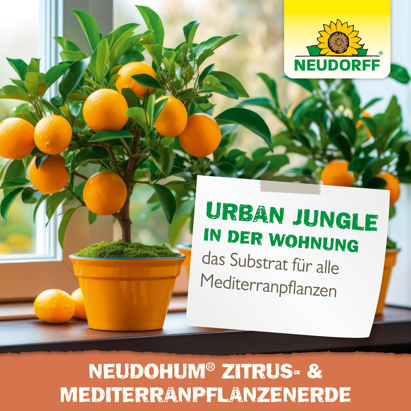 NeudoHum Citrus a pôda stredomorských rastlín