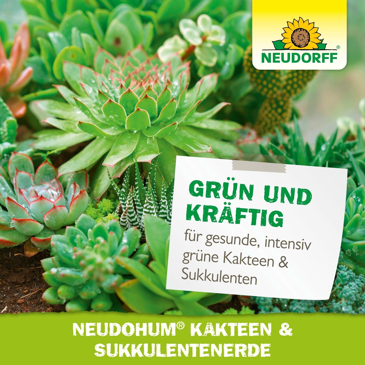 Detailný záber na zelené kaktusy a sukulenty v NeudoHum Kakteen & SukkulentenErde z Neudorff Shop, s etiketou: "Zelené a silné pre zdravé, intenzívne zelené kaktusy & sukulenty" a logom Neudorff vpravo hore.